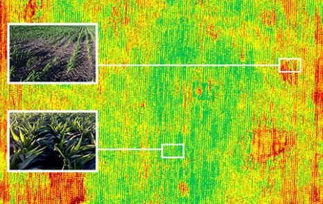 crop health